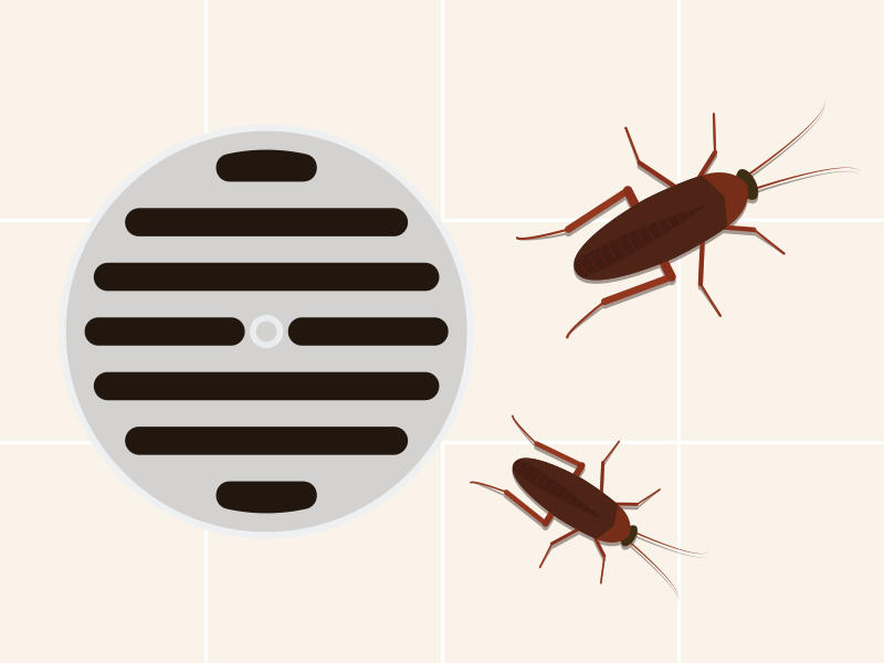 Rimedi contro gli scarafaggi in casa